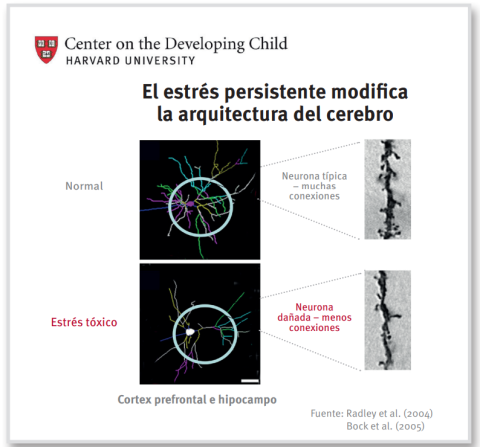 Imagen que representa cómo el estrés modifica nuestro cerebro